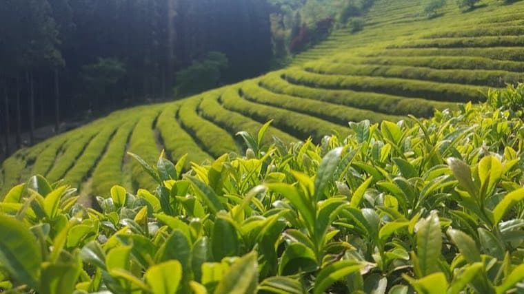 Boseong Green Tea Fields